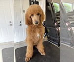 Puppy Puppy 4 Poodle (Standard)