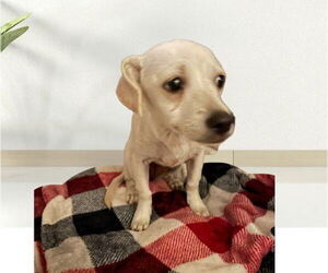 Chihuahua Dogs for adoption in Menifee, CA, USA