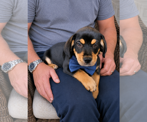 Beagle-Unknown Mix Dogs for adoption in Mt. Laurel, NJ, USA