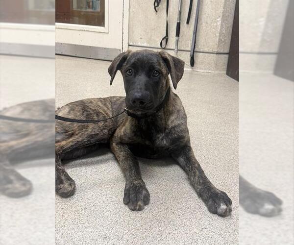 Medium Photo #1 Mastiff-Unknown Mix Puppy For Sale in Riverside, CA, USA