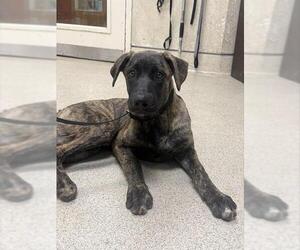 Mastiff-Unknown Mix Dogs for adoption in Riverside, CA, USA