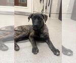 Small Mastiff Mix