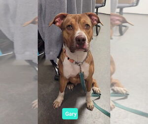 Bullboxer Pit Dogs for adoption in Richmond, IN, USA