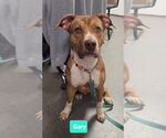 Small Bullboxer Pit