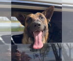 Small #5 German Shepherd Dog Mix