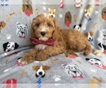 Small #2 Cavapoo (Miniature)