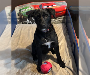 Mutt Dogs for adoption in Cranston, RI, USA