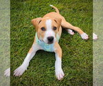 Small #3 Staffordshire Bull Terrier Mix