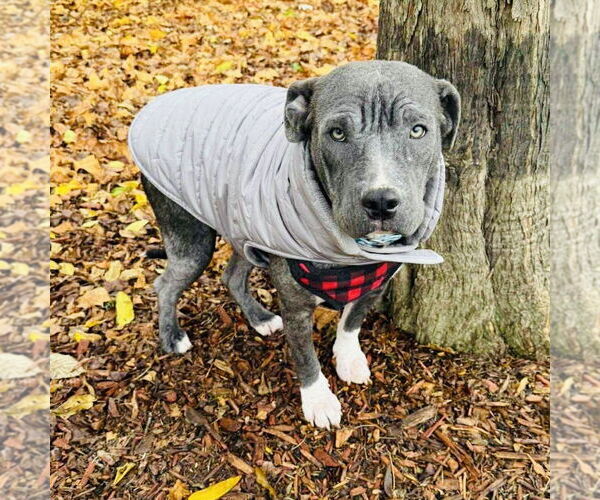 Medium Photo #7 Staffordshire Bull Terrier-Unknown Mix Puppy For Sale in Germantown, OH, USA