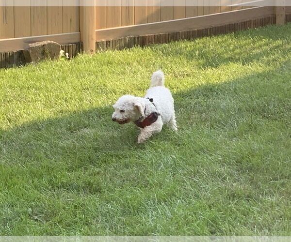 Medium Photo #7 Bichon Frise Puppy For Sale in Wheaton, IL, USA