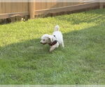 Small #6 Bichon Frise