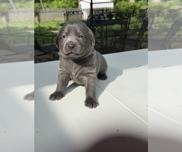 Medium Photo #9 Labrador Retriever Puppy For Sale in ROGERSVILLE, MO, USA