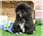 Small #3 Shih Tzu
