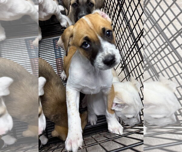 Medium Photo #2 Anatolian Shepherd Puppy For Sale in Gilberts, IL, USA