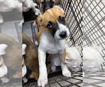 Small #1 Anatolian Shepherd