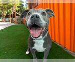 Small #1 American Pit Bull Terrier Mix