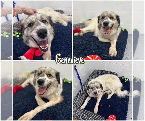 Medium Photo #2 Great Pyrenees-Unknown Mix Puppy For Sale in Pierceton , IN, USA