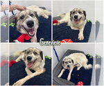Small #1 Great Pyrenees Mix