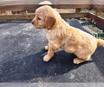 Small #2 Golden Retriever