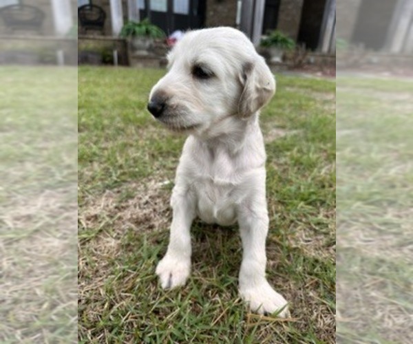 Medium Photo #3 Afghan Hound Puppy For Sale in VIDALIA, GA, USA