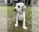 Small Photo #16 Afghan Hound Puppy For Sale in VIDALIA, GA, USA