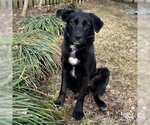 Small #2 Labrador Retriever Mix