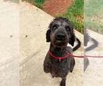 Small #3 Mutt