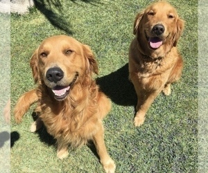 Mother of the Golden Retriever puppies born on 03/20/2022