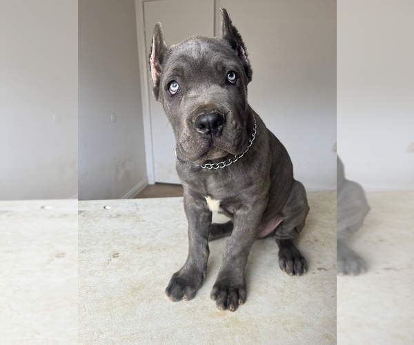 Medium Photo #4 Cane Corso Puppy For Sale in BEAUMONT, CA, USA