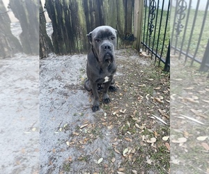 Cane Corso Puppy for sale in MIAMI, FL, USA