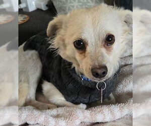 Chihuahua-Unknown Mix Dogs for adoption in San Diego, CA, USA