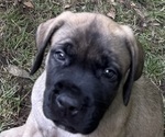 Puppy Queenie Mastiff