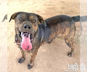Ronald - Male Mutt Dog for Adoption - Photo #7