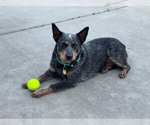 Mutt Dogs for adoption in Salt Lake City, UT, USA