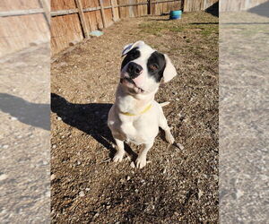 Mutt Dogs for adoption in Evansville, IN, USA