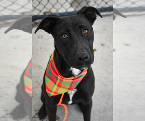 Mutt Dogs for adoption in Tulsa, OK, USA