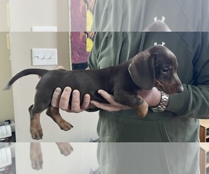 Dachshund Puppy for sale in MAYS LANDING, NJ, USA