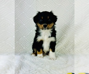 Miniature Bernedoodle Puppy for sale in GREENFIELD, IN, USA