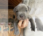 Small Photo #13 American Bully Puppy For Sale in SOMERSET, KY, USA