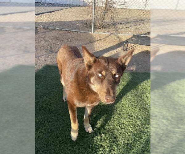 Medium Photo #1 Siberian Husky Puppy For Sale in HESPERIA, CA, USA