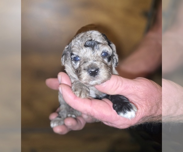 Medium Photo #1 Poodle (Toy) Puppy For Sale in DYERSBURG, TN, USA