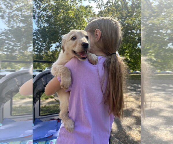 Medium Photo #4 Mutt Puppy For Sale in Germantown, OH, USA
