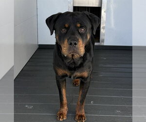 Rottweiler Dogs for adoption in San Bernardino, CA, USA