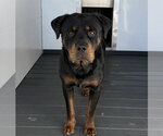 BUMPER - Male Rottweiler Dog for Adoption - Small photo