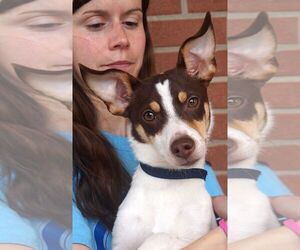 Rat Terrier-Unknown Mix Dogs for adoption in Carrollton, TX, USA