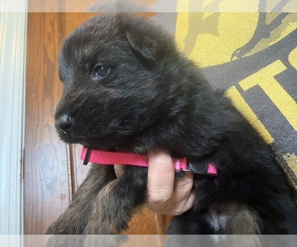 Medium Photo #29 German Shepherd Dog Puppy For Sale in NEWVILLE, PA, USA