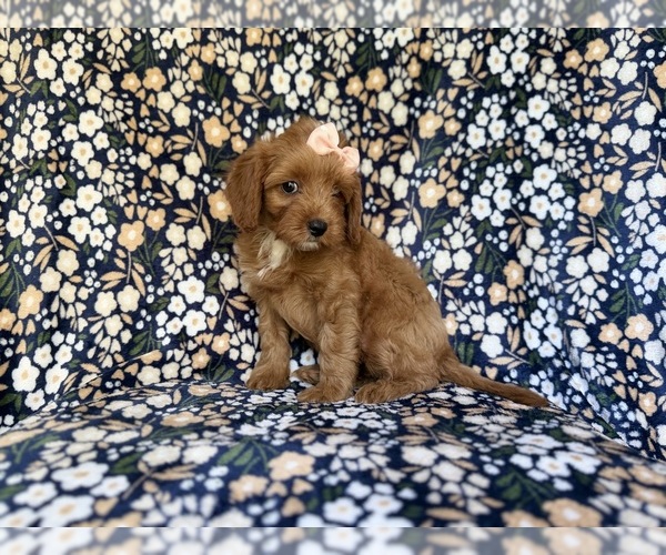 Medium Photo #9 Cavapoo (Miniature) Puppy For Sale in LAKELAND, FL, USA