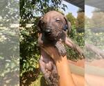 Small Photo #12 Xoloitzcuintli (Mexican Hairless) Puppy For Sale in BOX CANYON, CA, USA