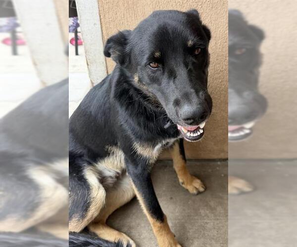 Medium Photo #1 German Shepherd Dog Puppy For Sale in Camarillo, CA, USA