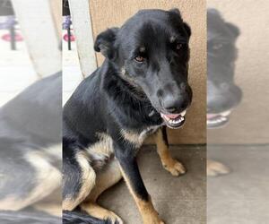 German Shepherd Dog Dogs for adoption in Camarillo, CA, USA